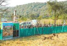 चीतों का दीदार करना है, तो श्योपुर के ‘कूनो’ आइए