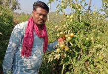 1.5 एकड़ में बदली किसान की किस्मत, टमाटर की खेती से 7 लाख का मुनाफा