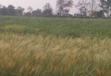 बेमौसम बारिश का कहर: सीहोर में रबी फसलें बर्बाद