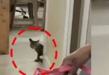 एमवाय अस्पताल की ओपीडी में बिल्लियां मिलने पर नोटिस: संक्रमण जोखिम बताकर डीन ने मांगी रिपोर्ट