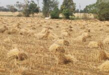 कुदरत का कहर: बेमौसम बारिश और गिरते पारे ने बढ़ाई किसानों की धड़कनें, फसलों पर बर्बादी का साया क्षेत्रीय