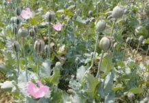 छत्तीसगढ़ बना अफीम का नया ‘हब’? 15 दिनों में चौथी बड़ी कार्रवाई, रायगढ़ में डेढ़ एकड़ की खेती पकड़ी गई