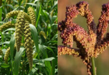 एमपी में ‘श्री अन्न’ पर सियासत और भ्रष्टाचार का साया: बिना खरीदी 50 लाख के बैग खरीदे, CM से शिकायत