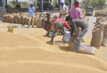 मध्य प्रदेश में 1 अप्रैल से शुरू होगी गेहूं खरीदी: 2625 रुपये प्रति क्विंटल मिलेगा भाव, 19 लाख किसानों ने कराया पंजीयन