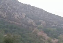 अलवर में ‘आफत’ की बारिश: अरावली की पहाड़ियों पर हरियाली, लेकिन खेतों में बिछ गई ‘सोने’ जैसी फसल