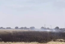 रायसेन: बिजली की चिंगारी ने मचाई तबाही, 15 एकड़ में खड़ी गेहूं की फसल जलकर खाक; किसानों का भारी नुकसान