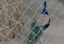 тЪая╕П рдкрдЯрдирд╛ рдЬреВ рдЕрд▓рд░реНрдЯ: 7 рдорд╛рд░реНрдЪ рддрдХ рджрд░реНрд╢рдХреЛрдВ рдХреА рдПрдВрдЯреНрд░реА рдмрдВрдж, рдмрд░реНрдб рдлреНрд▓реВ рдХреЗ рдЦрддрд░реЗ рдиреЗ рдмрдврд╝рд╛рдИ рдЪрд┐рдВрддрд╛