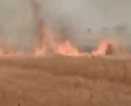 देवास: शॉर्ट सर्किट ने बरपाया कहर, 40 बीघा फसल जलकर राख; 9 किसानों की मेहनत पर फिरा पानी