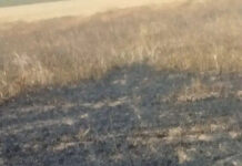 सीहोर: निपानिया खुर्द में खेत में भड़की आग, 20 क्विंटल गेहूं जलकर राख