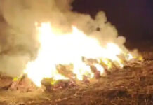 राजगढ़: विवाद के चलते 5 बीघा धनिया फसल में लगाई आग, किसानों को ₹4 लाख का झटका