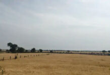 रायसेन: एक घंटे की मूसलाधार बारिश ने बढ़ाई किसानों की चिंता, कटी फसलें हुईं पानी-पानी