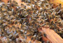 गुना: वंदना कॉन्वेंट स्कूल में मधुमक्खियों का ‘तांडव’, क्लास से निकलते ही बच्चों पर बोला हमला; मची चीख-पुकार