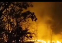 सीहोर: जावर के जंगलों में भड़की भीषण आग, सेल फैक्ट्री के पास सैकड़ों पेड़ जलकर खाक; दमकल विभाग ने पाया काबू