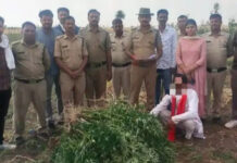 गुना: बजरंगगढ़ पुलिस की बड़ी ‘स्ट्राइक’, खेत में लहलहा रहे थे गांजे के पौधे; आरोपी गिरफ्तार