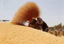 MP Wheat Procurement: मध्यप्रदेश के किसानों के लिए बड़ी खुशखबरी! 10 अप्रैल से शुरू होगी गेहूं की खरीदी, जानें अपने संभाग की तारीख