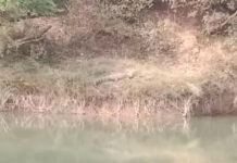 अशोकनगर: बहादुरपुर के गोरा गांव में दिखा विशालकाय मगरमच्छ; नदी किनारे ‘सनबाथ’ का वीडियो वायरल, ग्रामीणों में दहशत