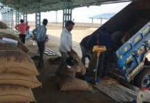 MP में गेहूं खरीदी या ‘बड़ा खेल’? कहीं अवैध कटौती, तो कहीं बिना स्लॉट बुकिंग के डंप हो रहा हजारों क्विंटल अनाज