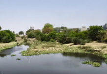 Sehore Water Crisis: नौतपा से पहले तपा सीहोर, जीवनरेखा ‘सीवन नदी’ सूखी; मवेशी चर रहे घास