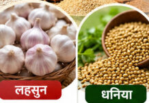 मंडी भाव अपडेट: सीहोर, शुजालपुर और कुरावर मंडियों में लहसुन-धनिया ने दिखाई भारी तेजी, सोयाबीन ₹7,500 के पार
