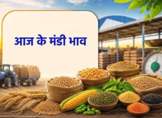 Mandi Bhav Today: सीहोर और कुरारवर (राजगढ़) कृषि उपज मंडी के आज के ताजा भाव; जानिए सभी फसलों के दाम