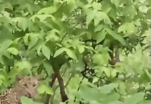 सलकनपुर देवी धाम मार्ग पर फिर दिखा तेंदुआ: श्रद्धालुओं में मचा हड़कंप, डेढ़ महीने में चौथी बार आई सामने डरावनी तस्वीर
