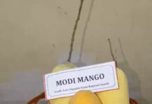 UP Mango Festival: लखनऊ में शुरू हुआ ‘उत्तर प्रदेश आम महोत्सव’, प्रदर्शित होंगी 800 से ज्यादा किस्में; ‘मोदी मैंगो’ और ‘बनाना मैंगो’ बने आकर्षण का केंद्र