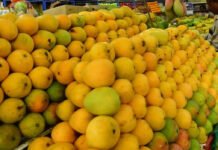 Mango Export: कर्नाटक के ‘नीलम’ और ‘तोतापुरी’ आमों की मालदीव में पहली एयर कार्गो एंट्री; किसानों को मिलेगा 50% से ज्यादा मुनाफा!