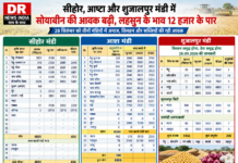 मंडी भाव 28 सितंबर: मंडियों में बढ़ी सोयाबीन की आवक, आष्टा में 4924 क्विंटल पहुंची; लहसुन ₹12,000 के पार