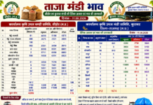 सीहोर मंडी में सोयाबीन का मॉडल भाव 6,925, लहसुन 17,900 तक बिका; कुरावर में गेहूं 2,790 और सोयाबीन 7,025 तक