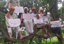सीहोर में किसानों का अनोखा प्रदर्शन: बिजली विभाग के खिलाफ आम के पेड़ों पर चढ़कर बजाई थालियां; घायल किसान के लिए ₹25 लाख मुआवजा और नौकरी की मांग
