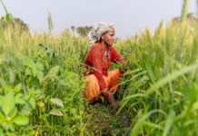 प्रधानमंत्री फसल बीमा योजना से उत्तर प्रदेश के किसानों को कैसे मिल रही मदद, जानिए योजना की पूरी जानकारी