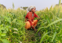 PM Fasal Bima Yojana: उत्तर प्रदेश के किसानों के लिए सुरक्षा कवच बनी फसल बीमा योजना, जानिए कैसे मिलता है नुकसान का मुआवजा