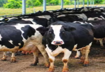 पशुपालन में Artificial Insemination से बढ़ रही कमाई, जानिए कैसे काम करती है कृत्रिम गर्भाधान तकनीक और क्या हैं फायदे
