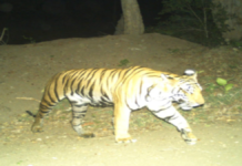 सीहोर में नेशनल हाईवे पर टाइगर दिखने का वीडियो सामने आया, वन विभाग ने कराई मुनादी