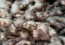 IISR Varada Ginger: अदरक की इस उन्नत किस्म से बेहतर उत्पादन, क्वालिटी और बाजार में अच्छी मांग, जानें खेती की पूरी जानकारी