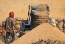 किसान कटाई के बाद ऐसे करें अनाज का सुरक्षित भंडारण, नमी और कीड़ों से बचाने के लिए अपनाएं ये आसान तरीके