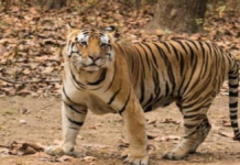 Title: सीहोर के खटपुरा में बस के सामने आया बाघ, सड़क पर टहलने का वीडियो वायरल; यात्रियों में मची हलचल