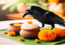 सर्वपितृ अमावस्या 10 अक्टूबर को: श्राद्ध का भोजन कौवा न खाए तो क्या पितर होते हैं नाराज? जानें धार्मिक मान्यता