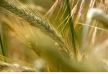 Wheat Varieties: कमजोर मॉनसून में गेहूं की इन किस्मों पर दें ध्यान, कम पानी में भी मिल सकती है अच्छी पैदावार