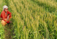 PM Kisan 24th Installment: किसानों को 24वीं किस्त का इंतजार, अक्टूबर में मिल सकते हैं ₹2,000, जानें e-KYC और जरूरी शर्तें