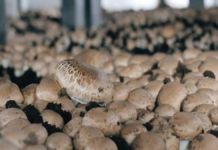Mushroom Farming: कम जगह और कम निवेश में शुरू करें मशरूम की खेती, युवाओं और महिलाओं के लिए स्वरोजगार का शानदार अवसर