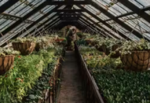 Polyhouse Farming: पॉलीहाउस में बेमौसम सब्जियों की खेती से बढ़ सकती है किसानों की कमाई, जानिए कैसे