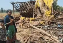 मक्का की फसल भी नष्ट करने का आरोप, कांग्रेस ने मांगी दोषी अधिकारियों पर कार्रवाई; वन विभाग के अफसरों पर शिवराज सिंह चौहान की नाराजगी का भी जिक्र